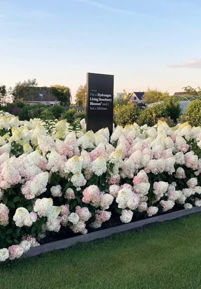 Living Strawberry Blossom in augustus
