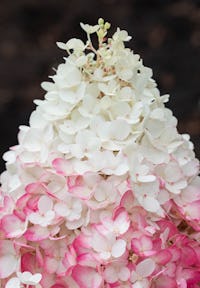 Hydrangea paniculata Living Strawberry Blossom®
