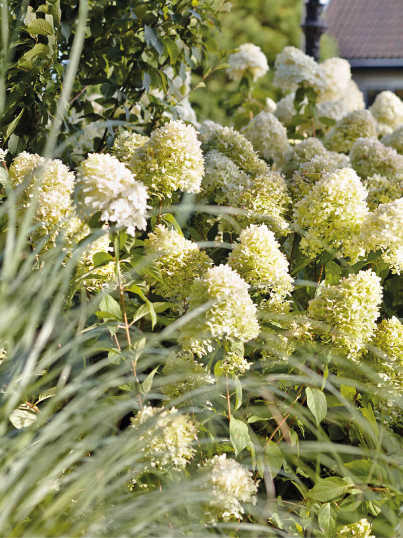 Hydrangea Living Summer Snow® in a garden