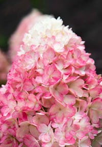 Hydrangea paniculata Living Raspberry Pink®