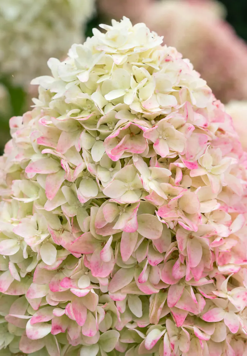 Hydrangea paniculata Living Candy Love®