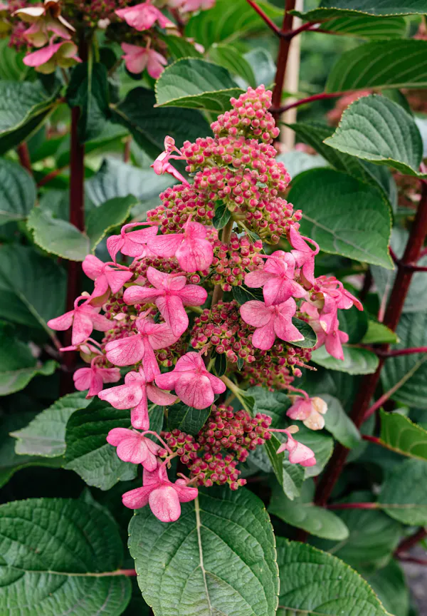 Hydrangea paniculata Living Infinity®