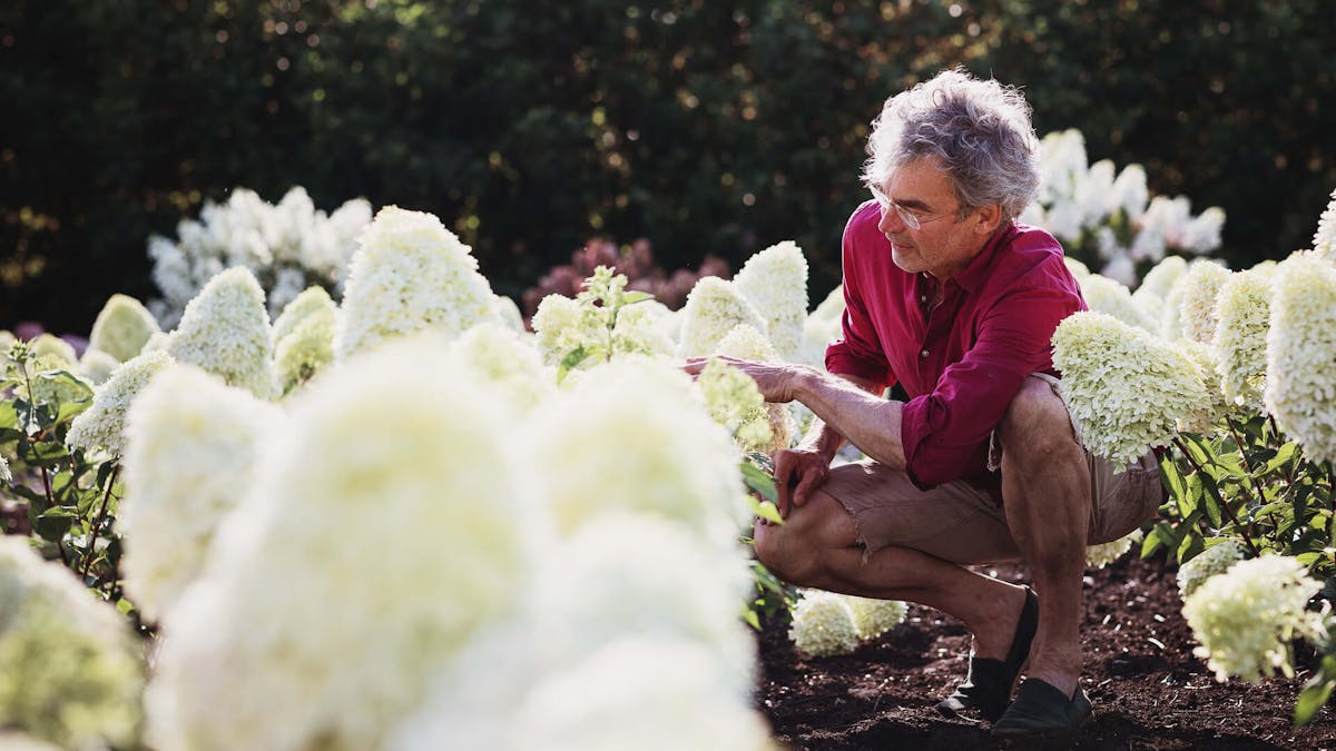 Why Hydrangeas increase biodiversity in your garden