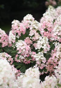 Hydrangea paniculata Living Magical Fire®
