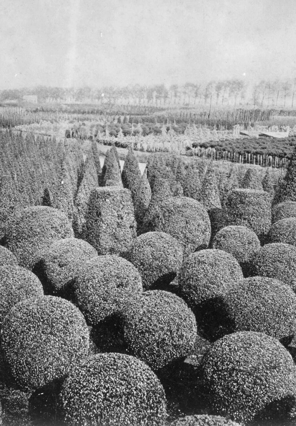 The nursery of Arie Schoemaker