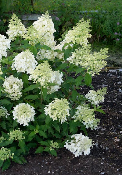 Hydrangea paniculata Living Dolly®