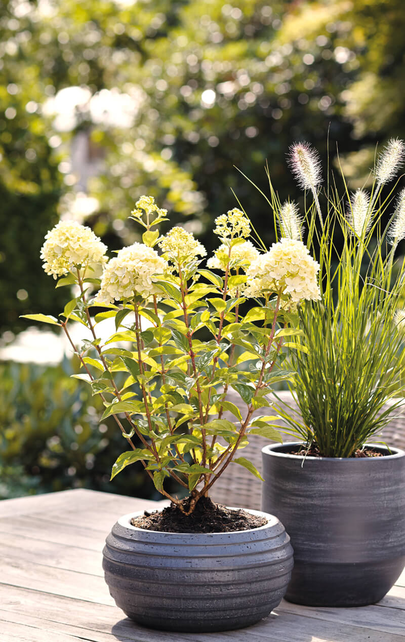 Hydrangea Living Little Passion® in pot