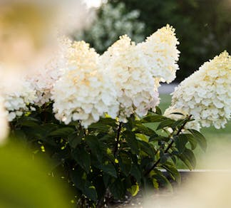 Hydrangea paniculata Living Little Blossom® (Living Creations)