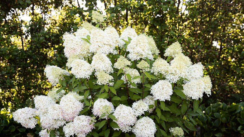 Living Creations | Pluimhortensia | Hydrangea | Paniculata | Hortensie | Interview Katy at the manor
