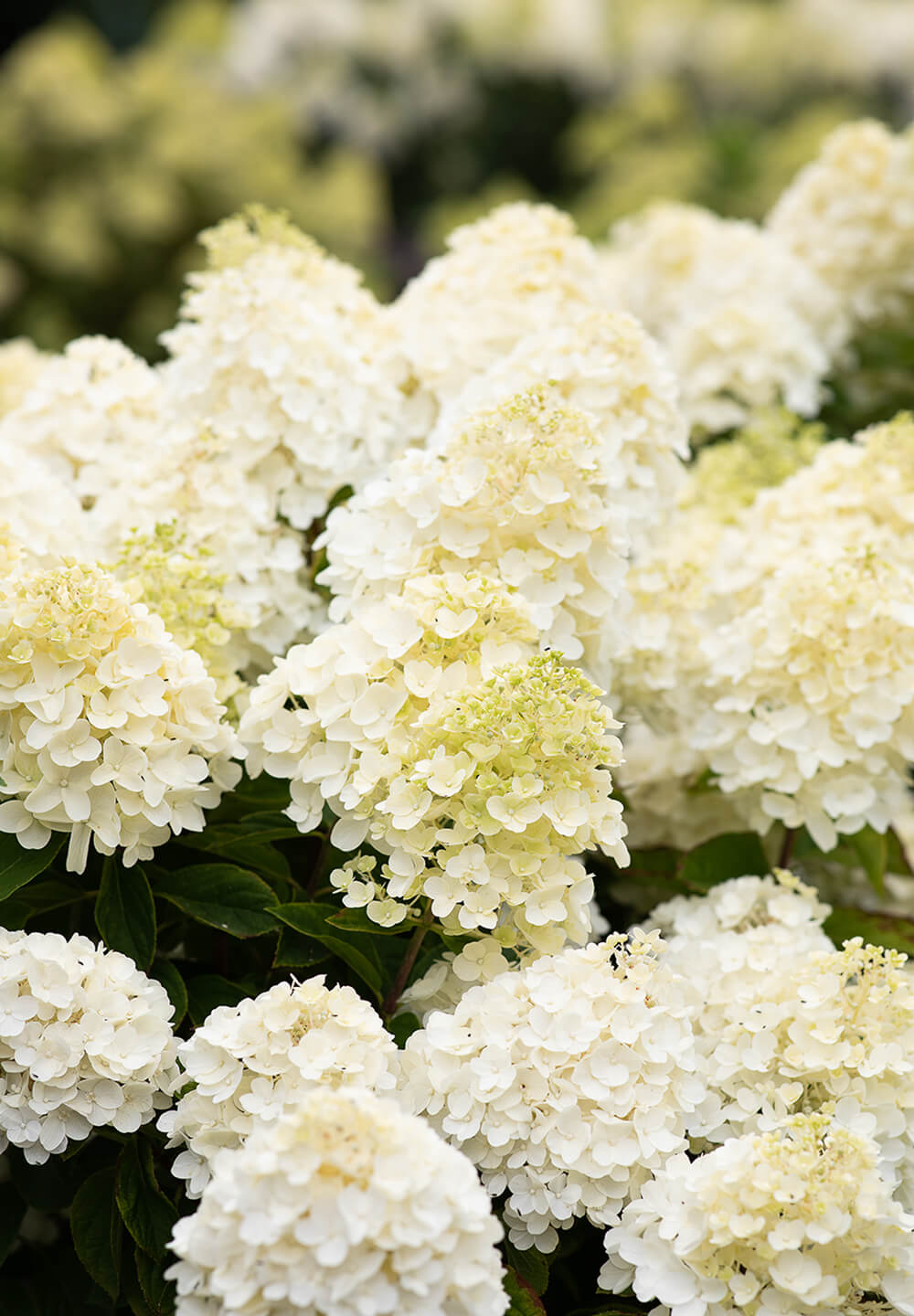 Image of Hydrangea paniculata Summer Snow flower