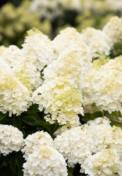 Hydrangea paniculata Living Summer Snow®