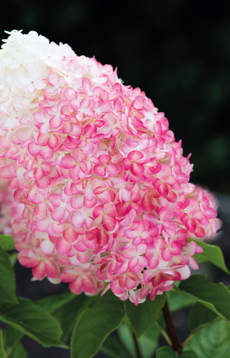Hydrangea Living Pink & Rose®