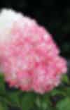 Hydrangea Living Pink & Rose®