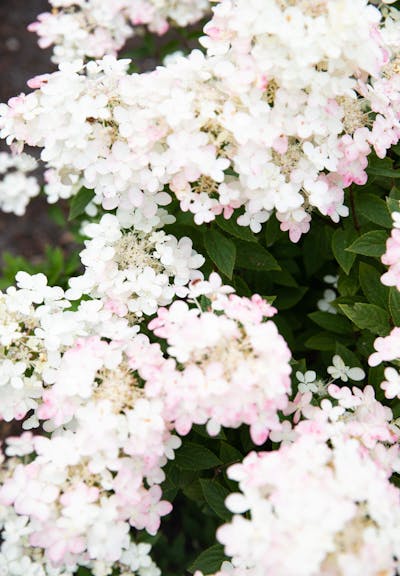 Hydrangea paniculata Living Touch of Pink