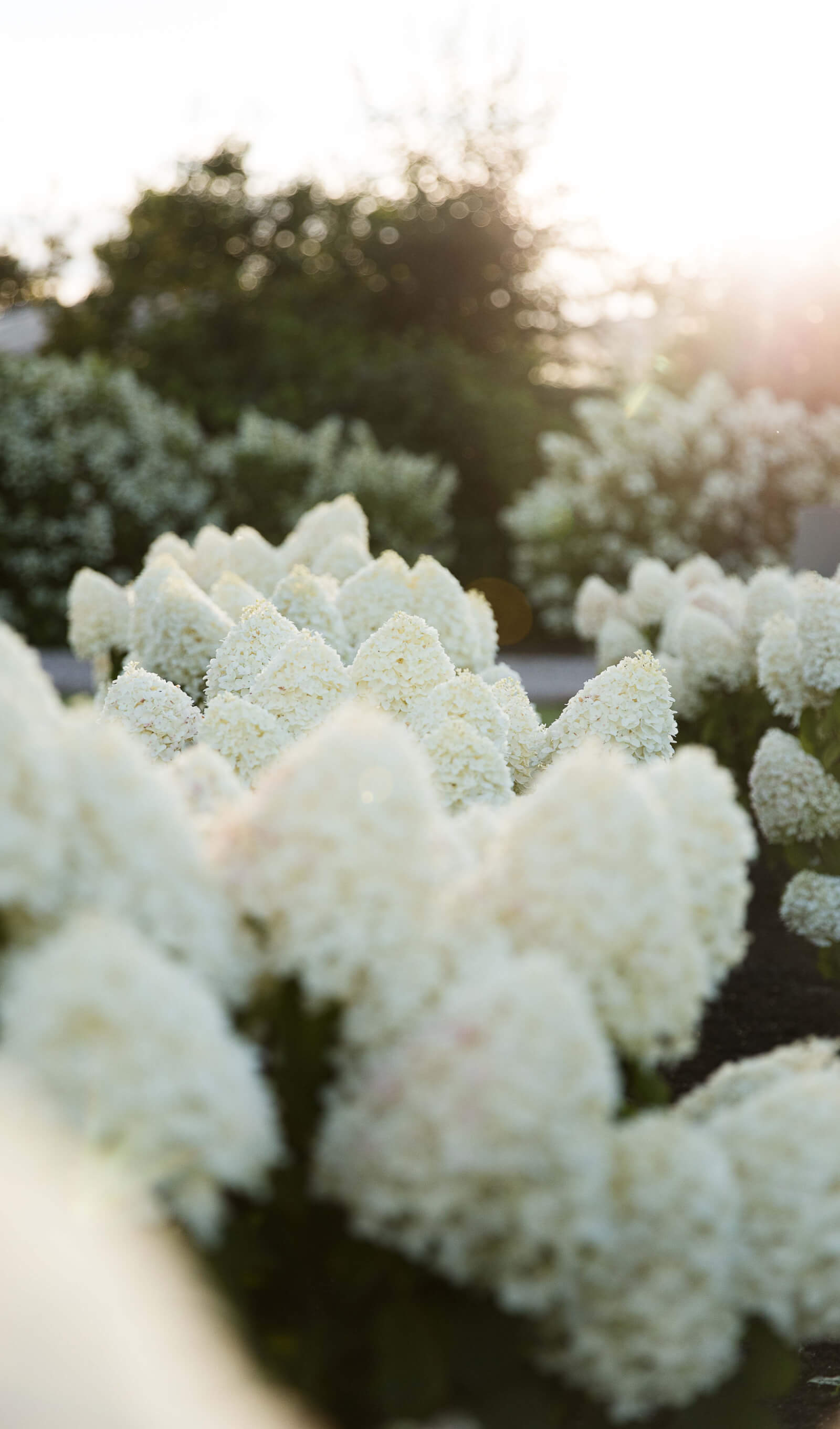 Hydrangea paniculata (pluimhortensia) Living Sugar Rush