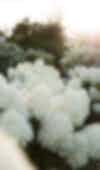 Hydrangea paniculata (pluimhortensia) Living Sugar Rush