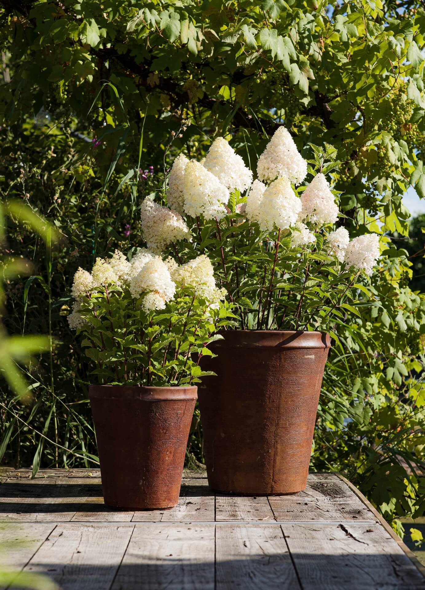 Image of Hortensia paniculata in pot