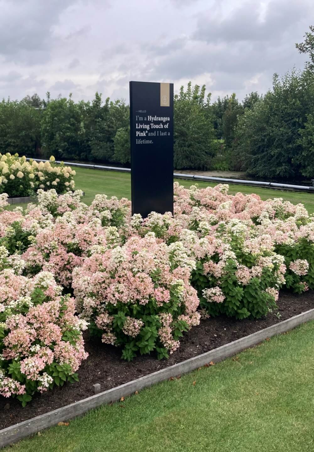 Hydrangea paniculata Living Touch of Pink