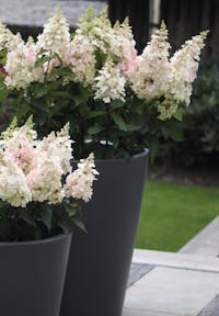 Hydrangea paniculata Living Candlelight®