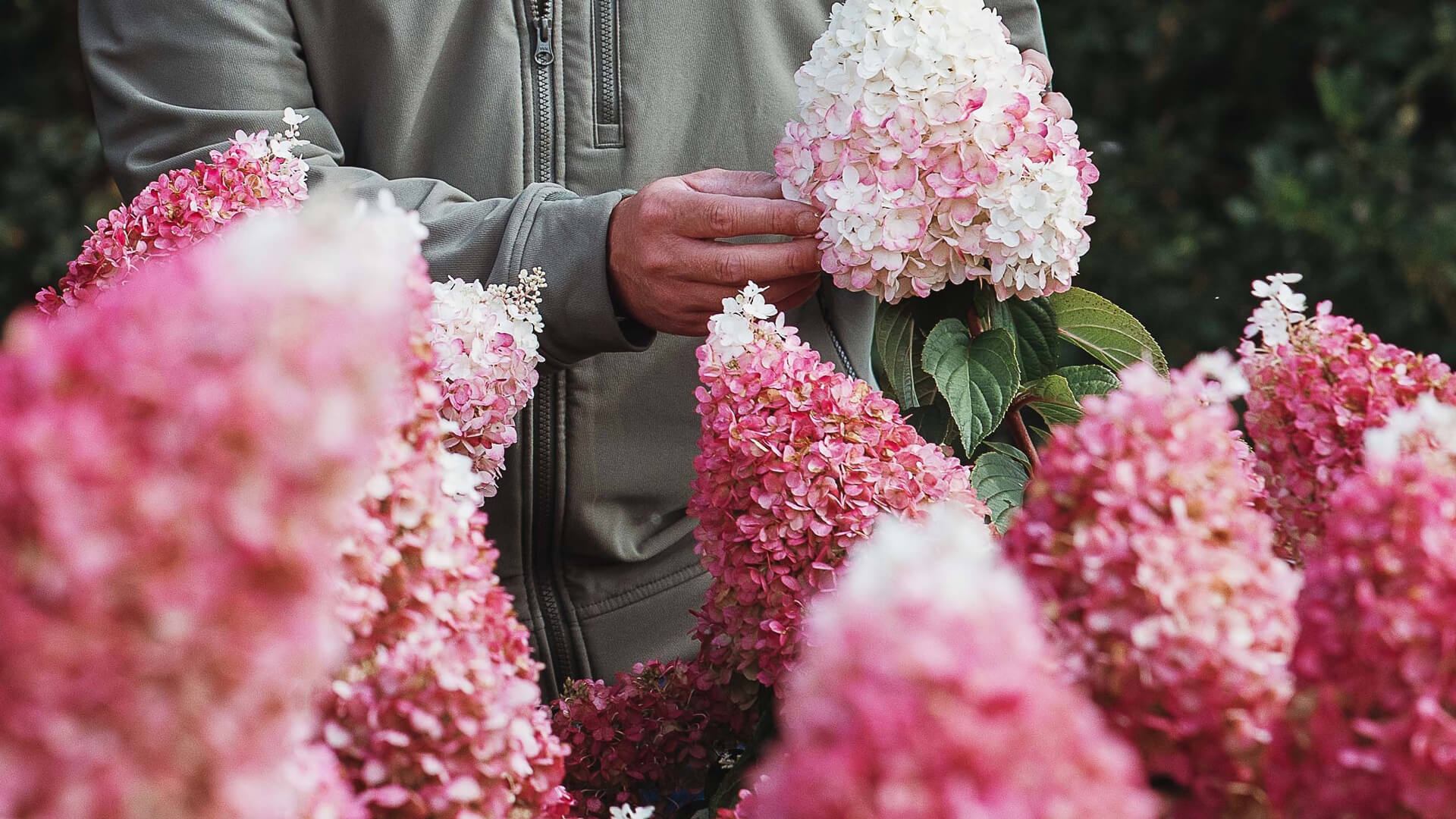 Hydrangea Living Pinky Promise®