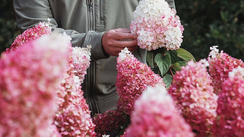 Hydrangea Living Pinky Promise®