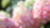 Hydrangea paniculata Living Colourful Cocktail®