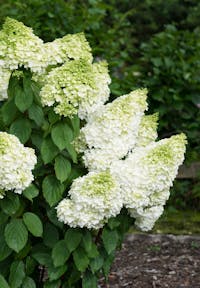 Hydrangea paniculata Living Magical Moonlight®