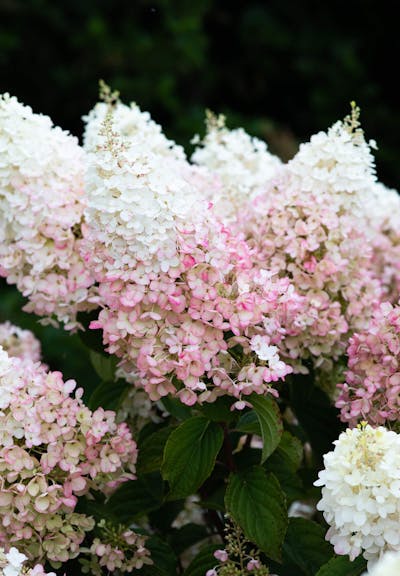 Hydrangea paniculata Living Stawberry Blossom