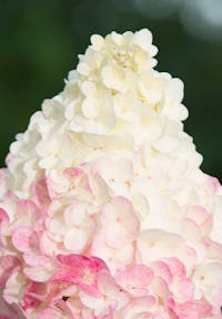 Hydrangea paniculata Living Sundae Fraise®