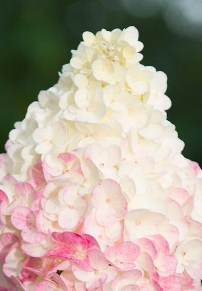 Hydrangea paniculata Living Sundae Fraise®