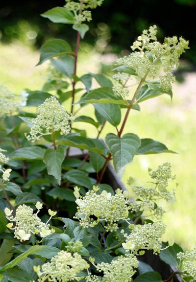 Hydrangea paniculata Living Brussels Lace®