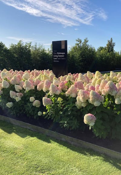 Living Candy Love in der Mitte der Saison