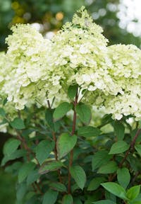 Hydrangea paniculata Living Bobo®