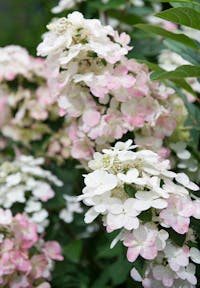 Hydrangea paniculata Living Magical Fire®