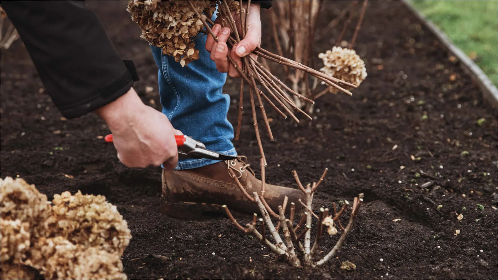 Pruning your panicle Hydrangea