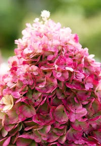 Hydrangea paniculata Living Pinky Promise®