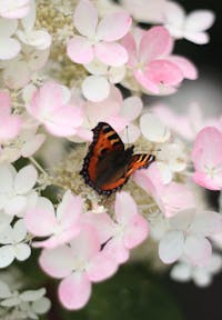 Hydrangea paniculata Living Magical Fire®
