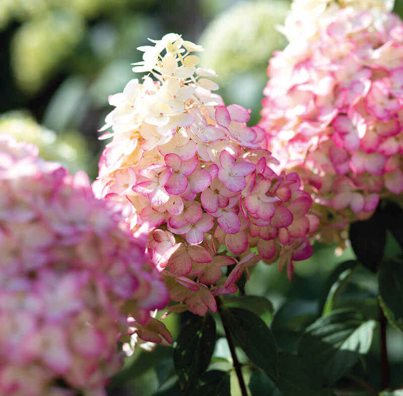 Hydrangea Living Colourful Cocktail®