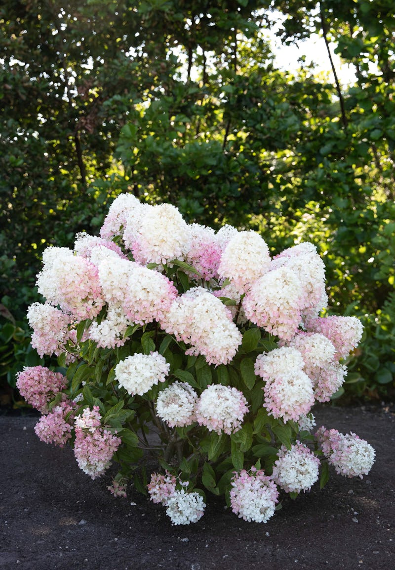 Rispenhortensie Living Raspberry Pink®