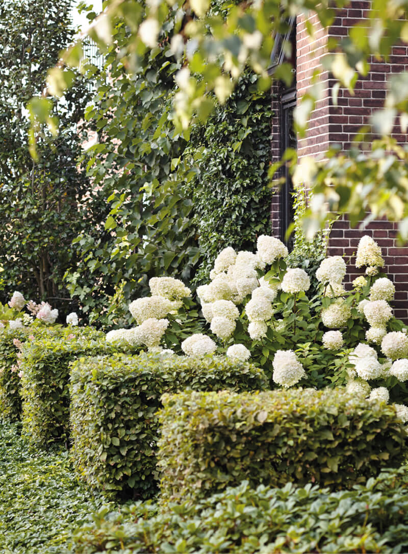 Living Summer Snow® in a garden