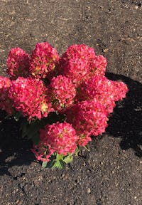 Living Creations | Hydrangea paniculata Living Little Rosy | pluimhortensia