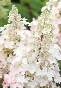 Hydrangea paniculata Living Candlelight®