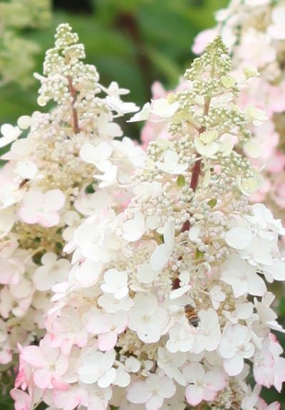 Hydrangea paniculata Living Candlelight®