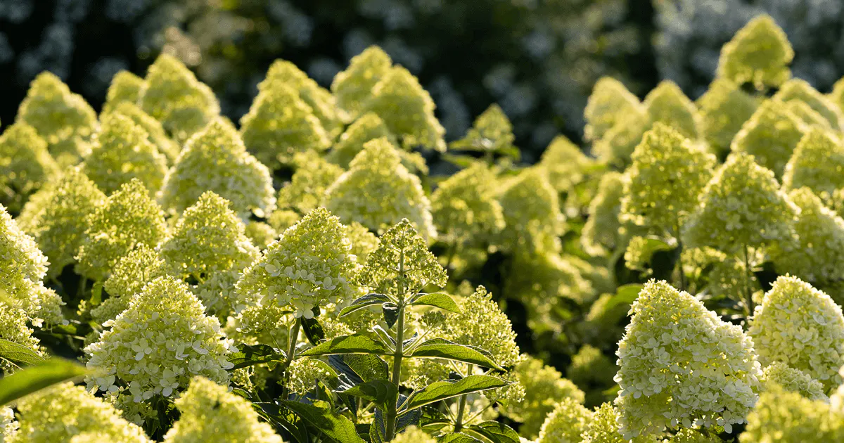 Hydrangea paniculata Living Cotton Cream®