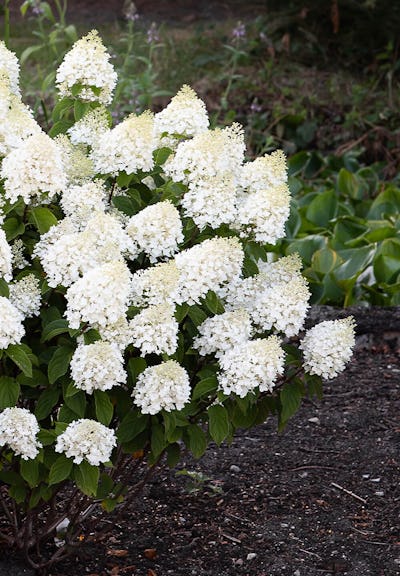 Hydrangea paniculata Living Sugar Rush®