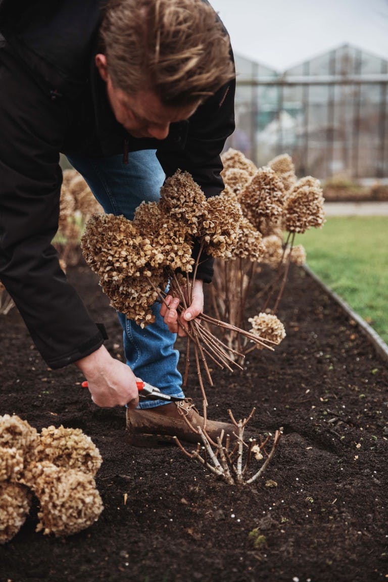 Hydrangea snoeien