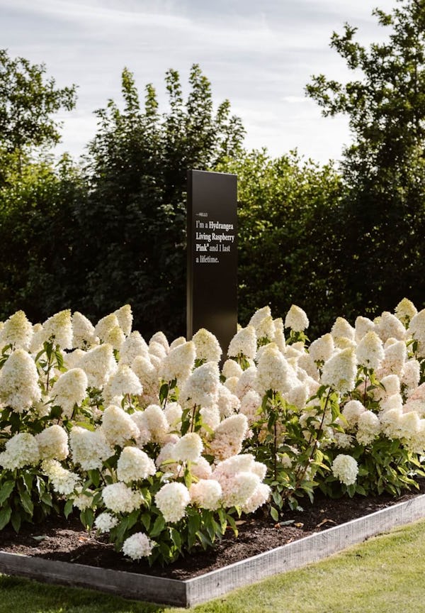 Hydrangea paniculata Living Raspberry Pink®