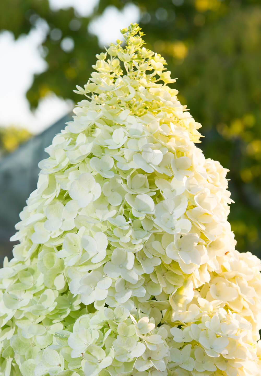 Image of Hydrangea magical moonlight full bloom