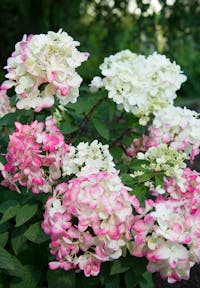 Hydrangea paniculata Living Diamant Rouge®