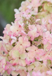Hydrangea paniculata Living Wim's Red®